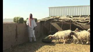 Wheat farming in Saudi Arabia