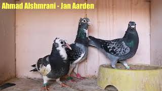 Jan Aarden % 100