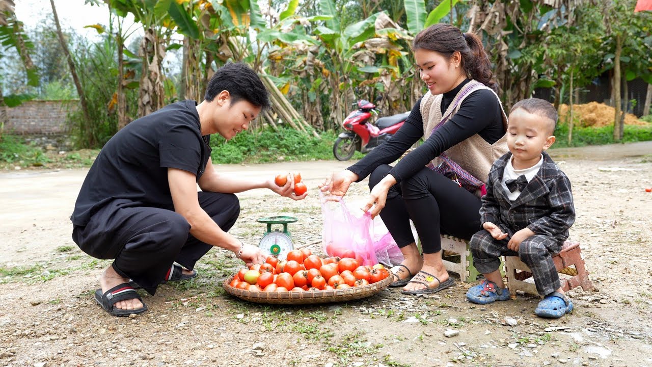 Harvesting Fresh Tomatoes to Sell at the Market | Cooking a Delicious Fish in Tomato Sauce Dish.
