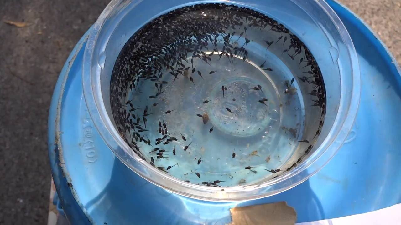 Snakehead雷魚の稚魚 水元公園 Youtube