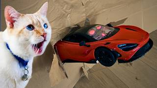 Fast RC Car vs My Cat's Cardboard Fortress (Epic Fail)