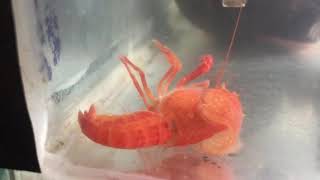 Molting Crayfish Incredible Footage Caught Live in my tank!