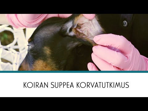 Video: Koiran Omistajuuden Kehittyvä Haaste - Päivittäinen Eläinlääkäri