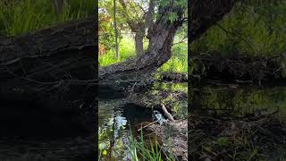 Title Gentle Creek Flowing Over Roots Watch a small stream flow softly over tree roots in a quiet