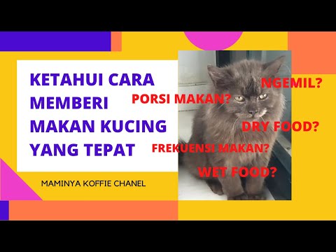 Video: Bagaimana Anda Bisa Mengetahui Jika Anda Memberi Makan Kucing Anda Terlalu Banyak?