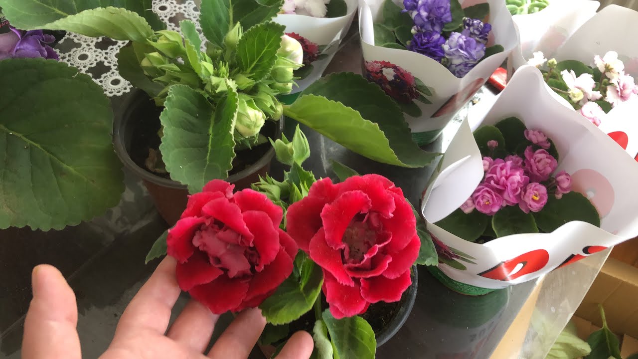 Gloksinya bardak menekşesi satışta geldi❤️Afrika menekşesi❤️katlı küpeliler geldi  🌼🌺#keşfet