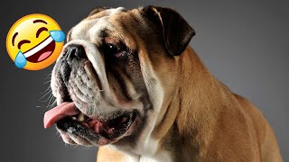 English Bulldog vs DOGS  New Funniest Animals Videos 2024
