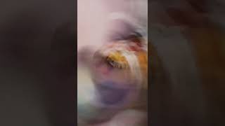 jhsuxg ksg