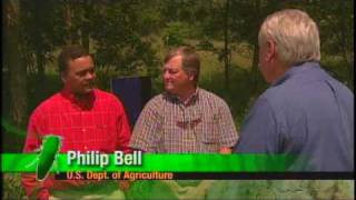 Emerald Ash Borer: The Green Menace