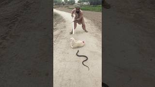 saamp chalta huwa mae me ke pass 🐍🐍🐑