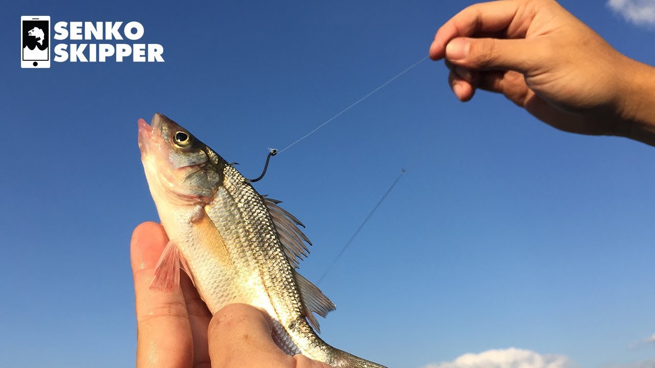 Using small Fish to Catch BIG FISH! Live-Line Tutorial! 