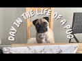 A day in the life of a pug  vlog bowser the pugs castle