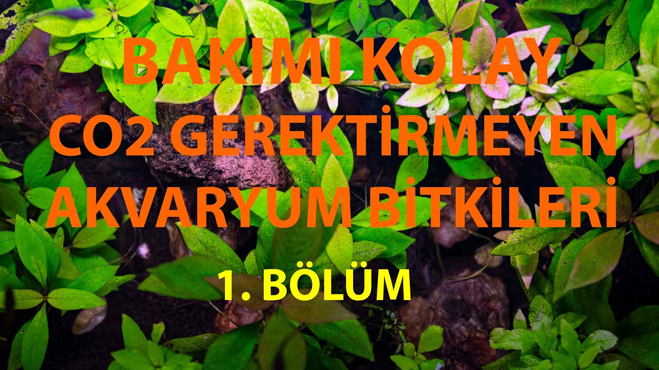 KARBONDİOKSİT GEREKTİRMEYEN KOLAY AKVARYUM BİTKİLERİ SERİSİ 1: ECHİNODORUS VE CRYPTOCORYNE TÜRLERİ