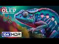 Pure Clarity 16K HDR Video ULTRA HD 240 FPS | Dolby Vision (8K/4K TV)