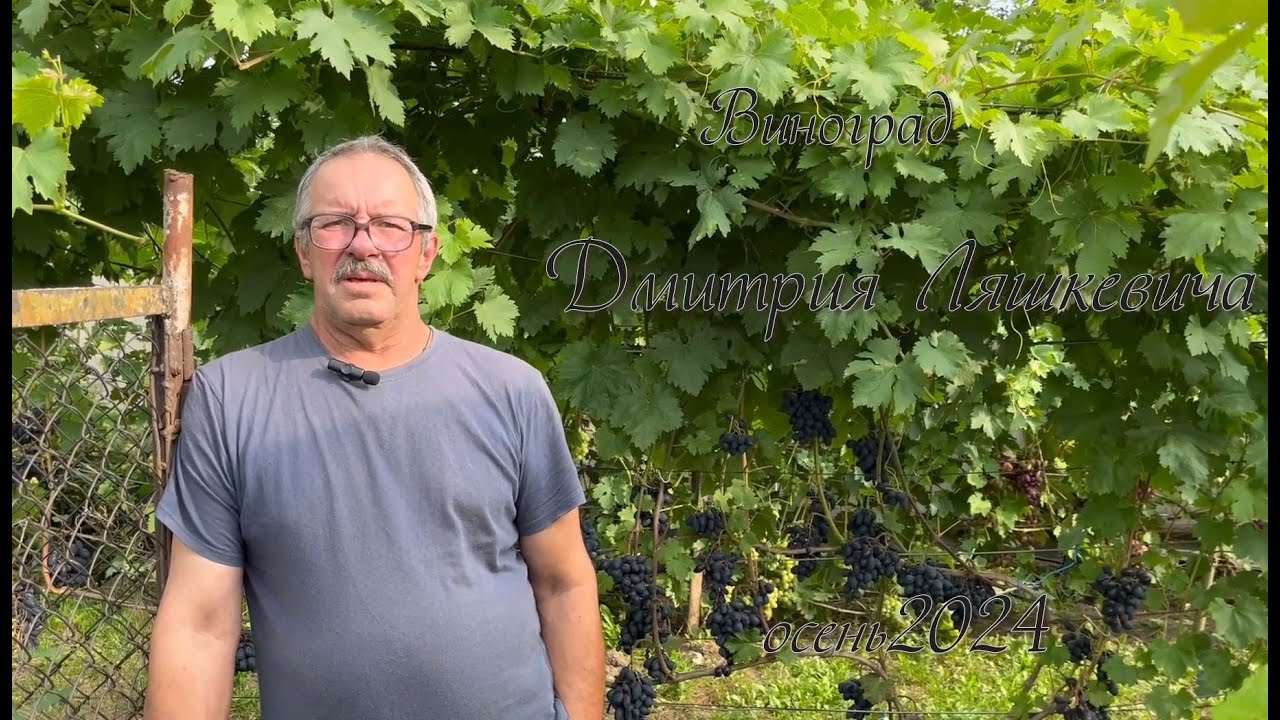 Виноград Дмитрия Ляшкевича 2024г