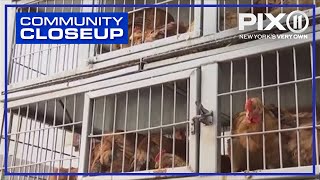 Future of NYC's live poultry markets up in the air