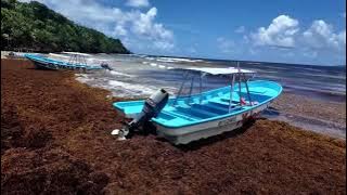 Sargassum invasion hits Dominican tourist paradise of Samana | REUTERS