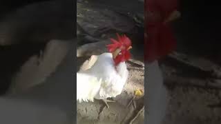 gallo hataca un humano xd 🐓