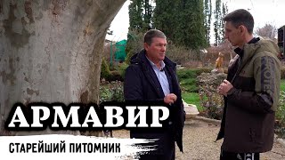 Первые голубые ели на юге // Назад в историю