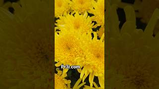 Chrysanthemum Flower Elegant Beauty Symbolizing Peace And Longevity. Pr3I.com