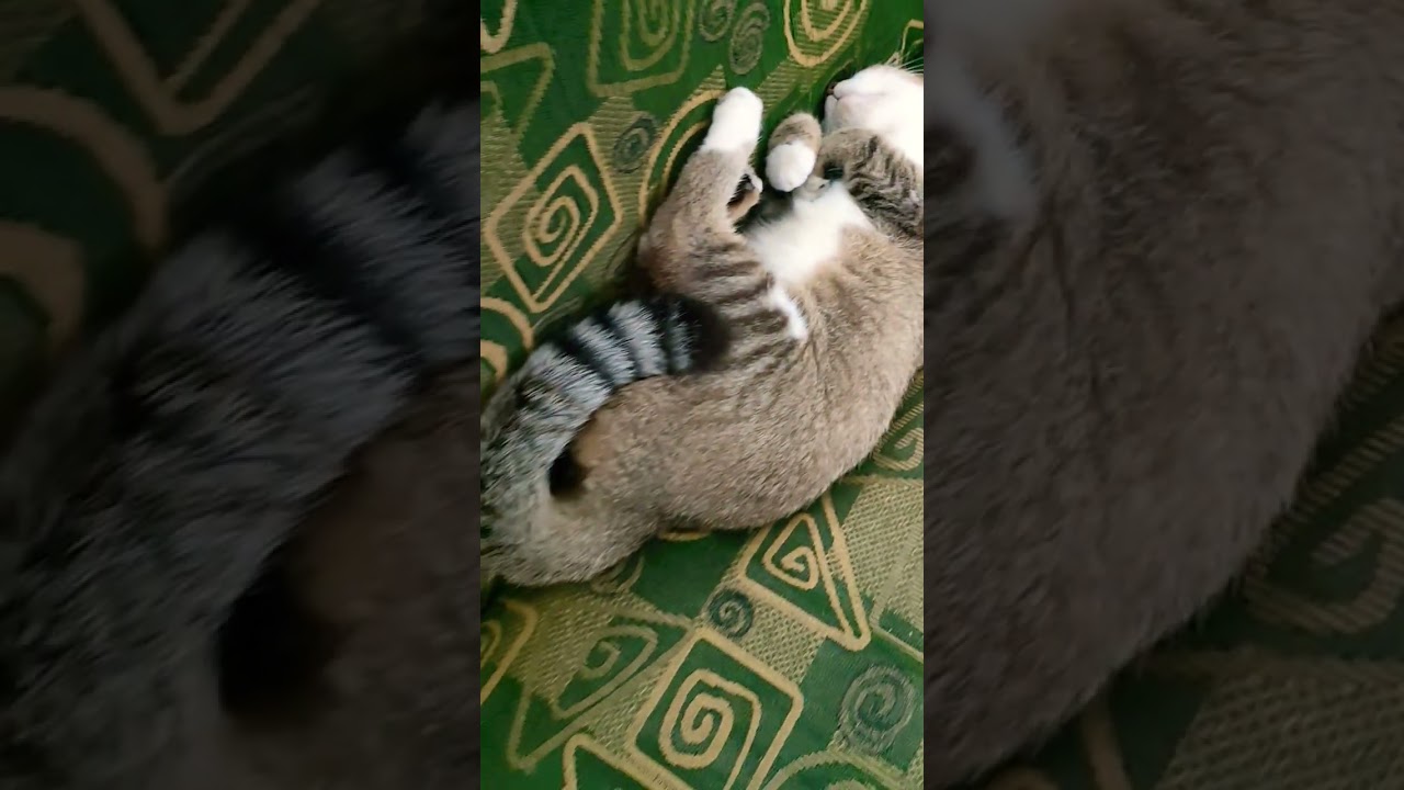 tidur lagi#animalshorts