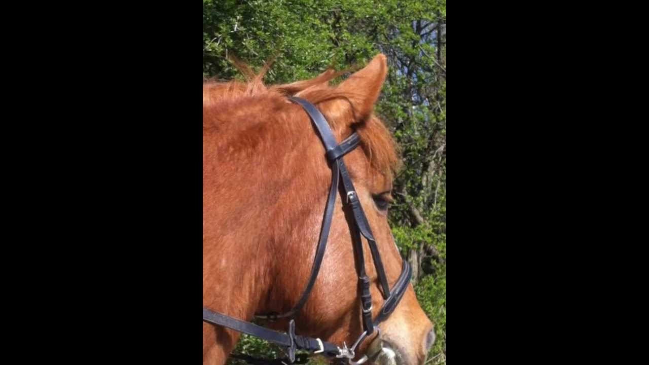 Ginger, du kleines dickes Pony :)