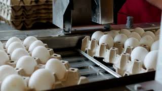 Choosing the Right Pulp Molding Machine Manufacturers