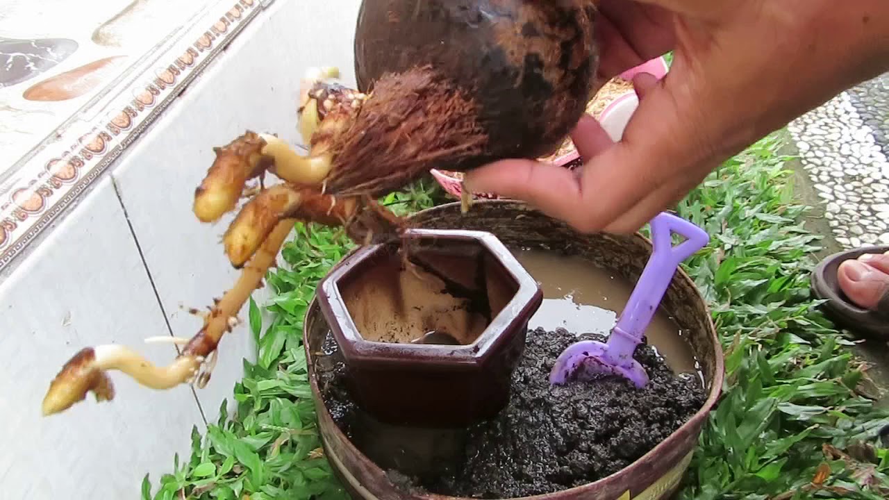  BONSAI  KELAPA  MEDIA AIR PINDAH KE PASIR POT  KERAMIK  YouTube