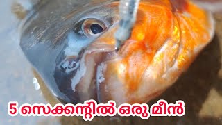 Nutter Pirana - The Dangerous Fish Youve Never Heard Of