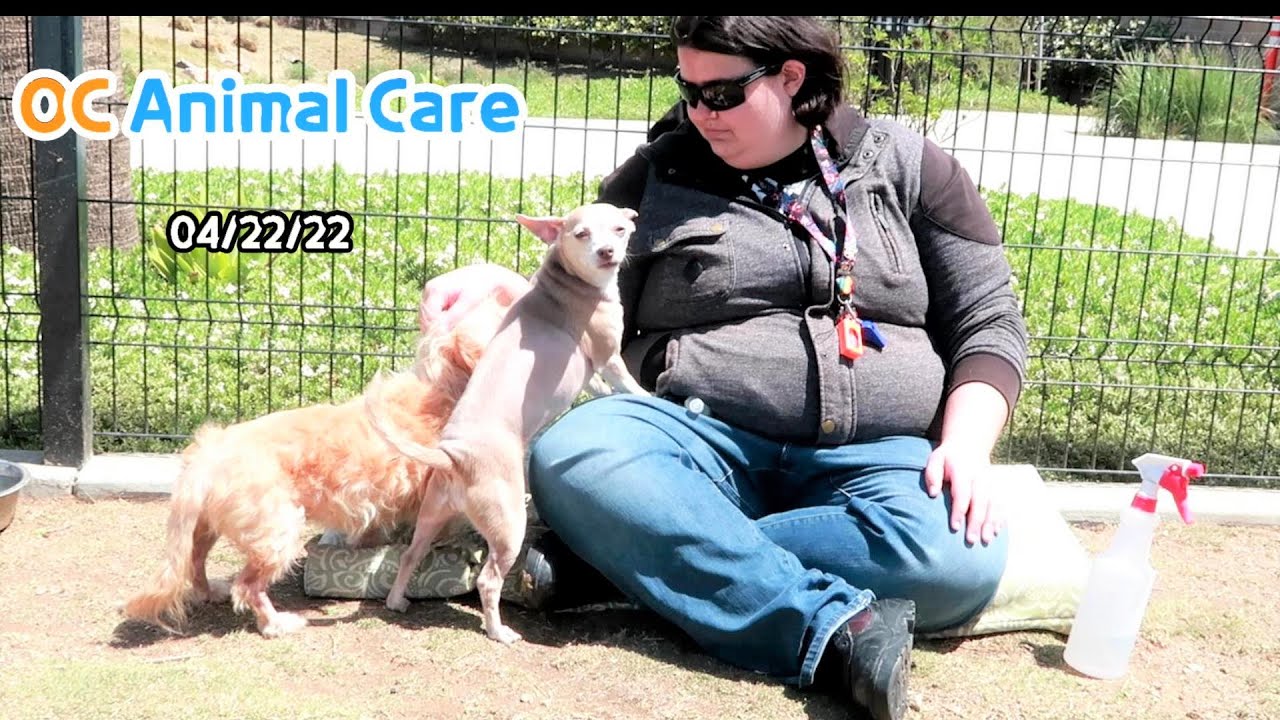 Small Dog Play Group OC Animal Care 04 22 22 YouTube small-dog-play-group-oc-animal-care-04-22-22-youtube