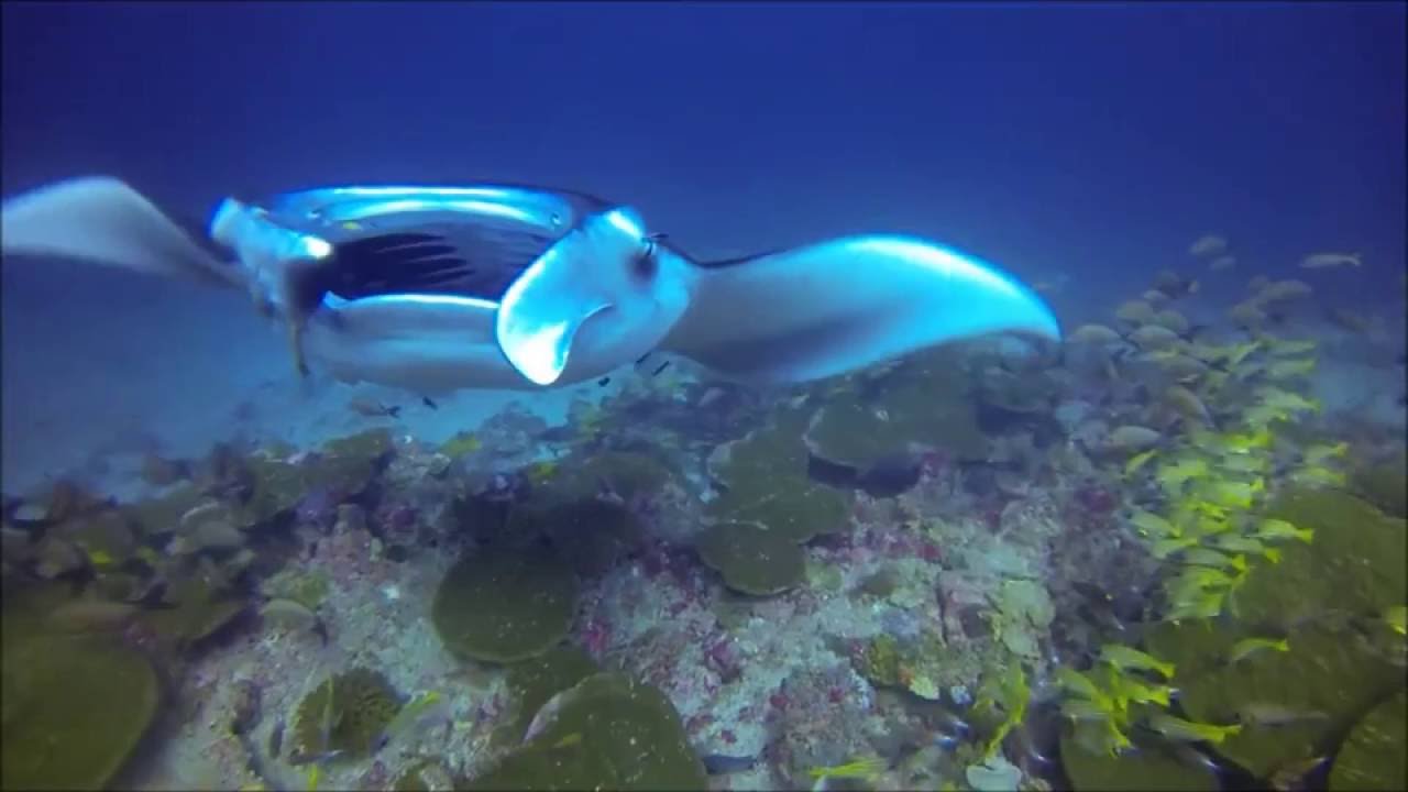 Mantarauskut Malediiveilla jouluna 2014