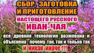 видео: ИВАН-ЧАЙ. РУССКАЯ ЛЕГЕНДА. Мифы и единственно правильное приготовление настоящего Русского Иван-чая. картинка: ИВАН-ЧАЙ. РУССКАЯ ЛЕГЕНДА. Мифы и единственно правильное приготовление настоящего Русского Иван-чая.