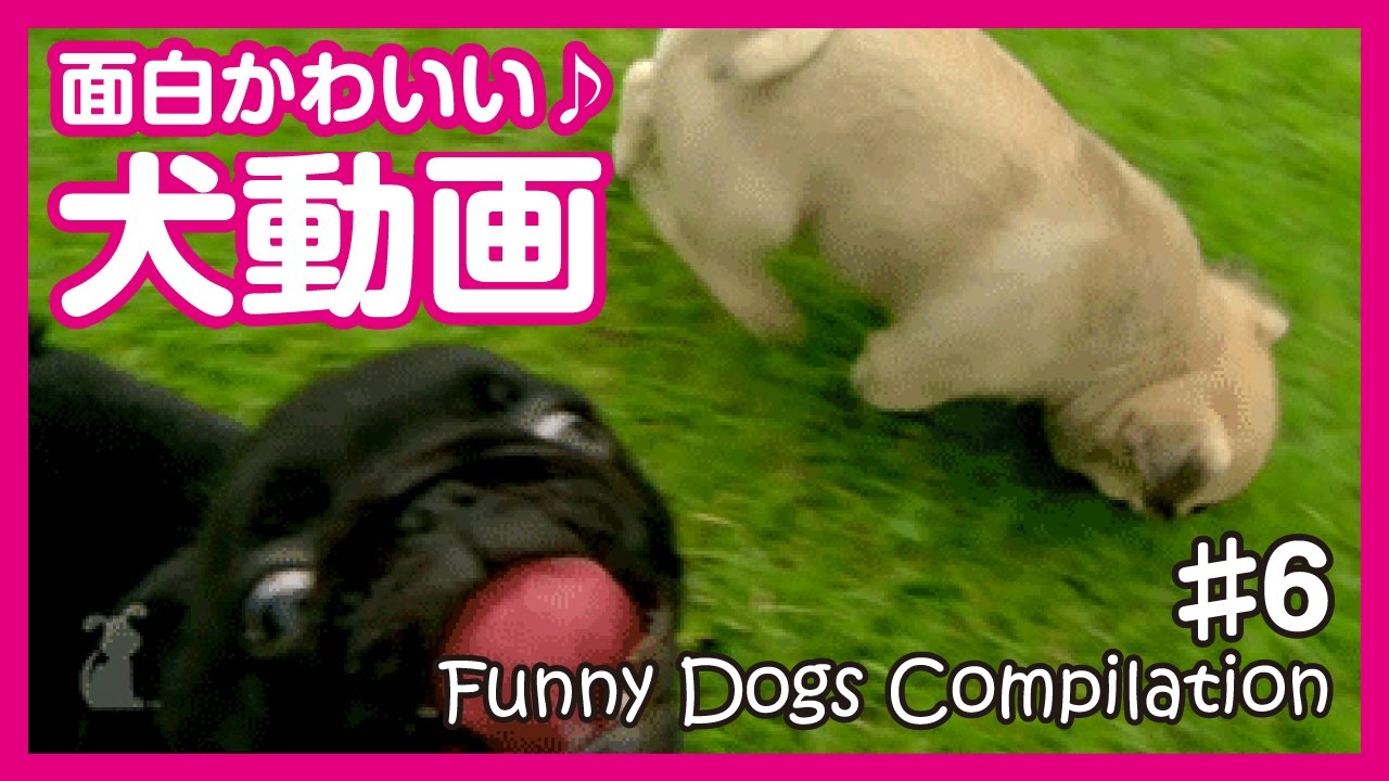 面白わんちゃん 爆笑 おもしろかわいい犬動画まとめ6 Funny Dogs もふもふ癒し動画