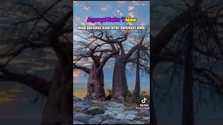 Download Lagu [TIKTOK] tiktok sholawatan spesial malam nisfu sya'ban malam yg istimewa MP3