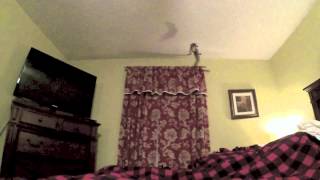 Go Pro HD: Slow motion baby Squirrel jump
