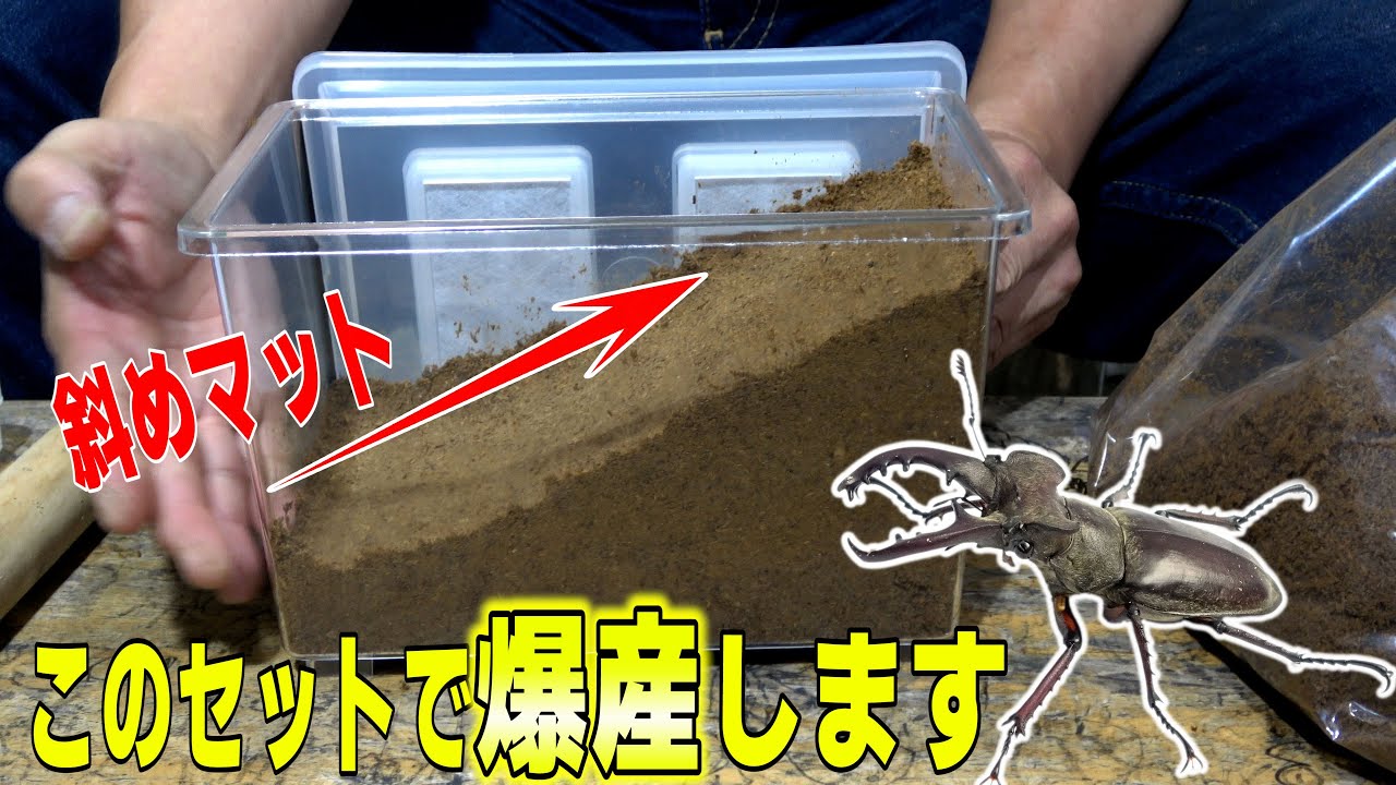 誰でもできる‼【ミヤマクワガタ産卵セット】の作り方