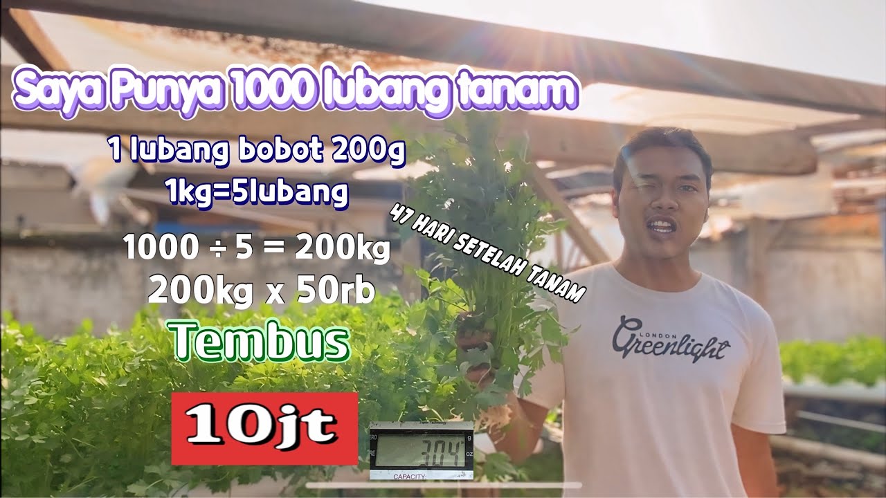 SELEDRI HIDROPONIK | OMSET JUTAAN!!!