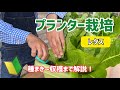 【野菜】レタスのプランター栽培
