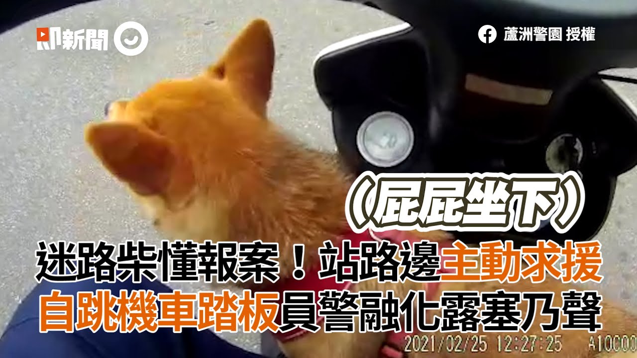 迷路柴犬站路邊主動求援　自跳警察機車踏板狂塞乃｜寵物｜狗｜可愛｜精選影片