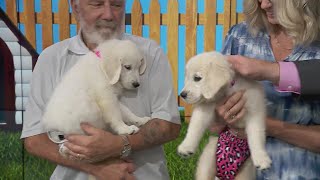 Adopt-A-Pet: As Good as Gold – Golden Retriever Rescue of Illinois