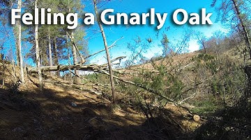 Awesome Crashing Trees Part 1 - Intro & Felling A Big Gnarly Oak