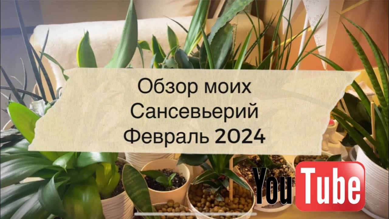 Обзор сансевьерий февраль 2024