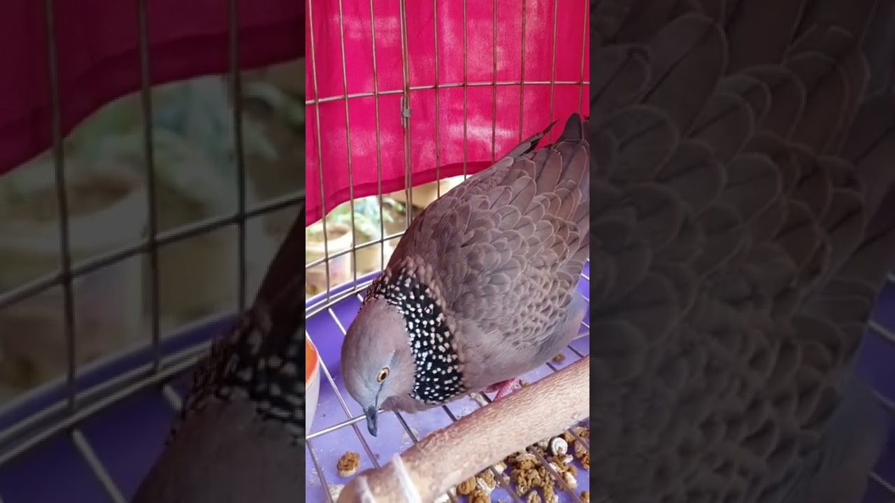 chuẩn chim cu gáy mái thúc