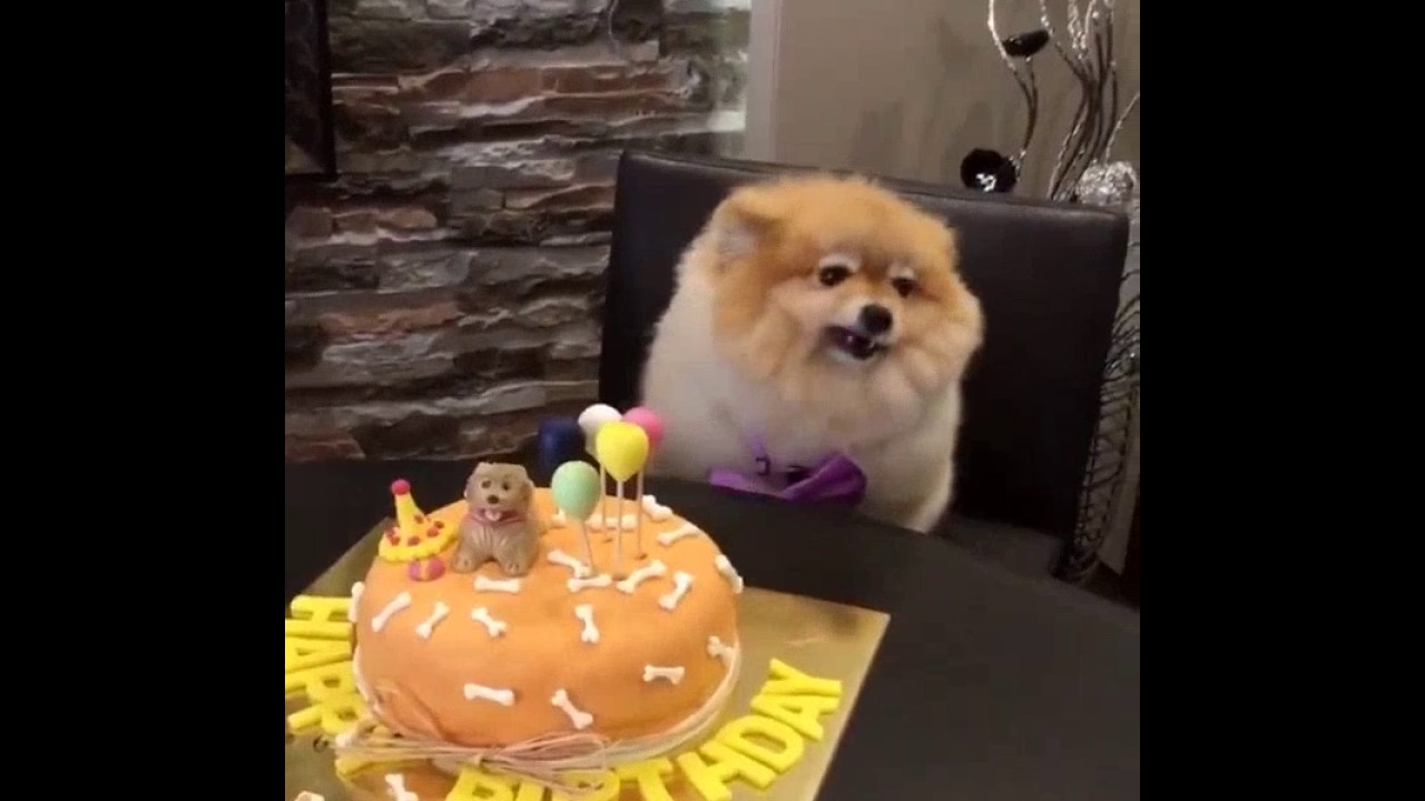 pomeranian birthday