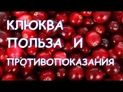 Клюква. Полезные свойства и противопоказания.