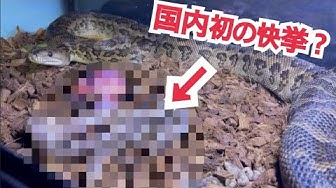 キューバボア Youtube