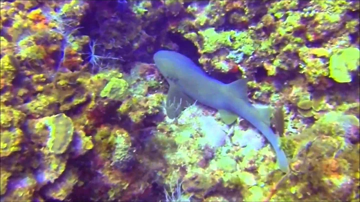 2014 Belize Vacation - Randy and Cheryl Foreman - ...