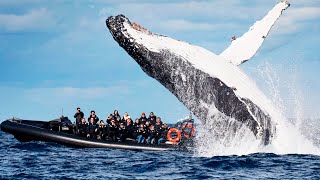 virtuel forsendelse Ny ankomst The BIGGEST WHALES In The World 🐳 - YouTube