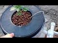 How to build DWC recirculating deep water culture hydroponics 5 gallon bucket