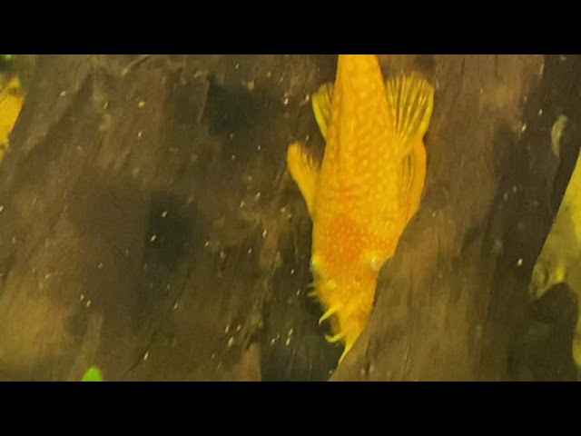 Spawning Report: Ancistrus (Bristlenose Plecos) content media